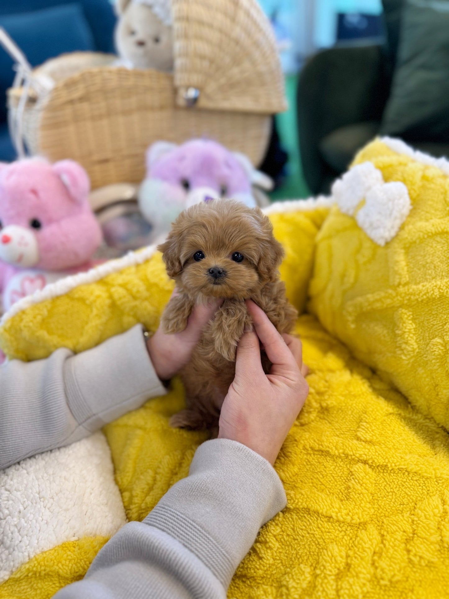 Maltipoo - Potato(Female) - Beautiful puppy teacup puppy with adorable features available for adoption from Velydog