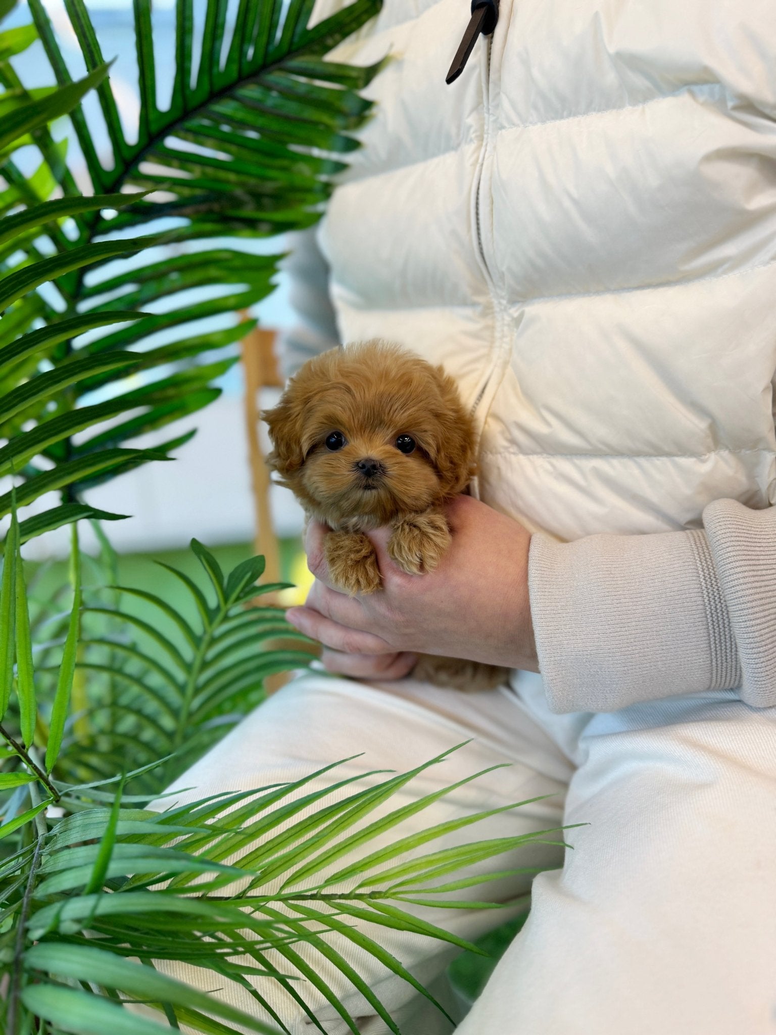 Maltipoo - Potato(Female) - Beautiful puppy teacup puppy with adorable features available for adoption from Velydog