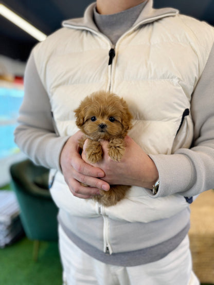 Maltipoo - Potato(Female) - Beautiful puppy teacup puppy with adorable features available for adoption from Velydog