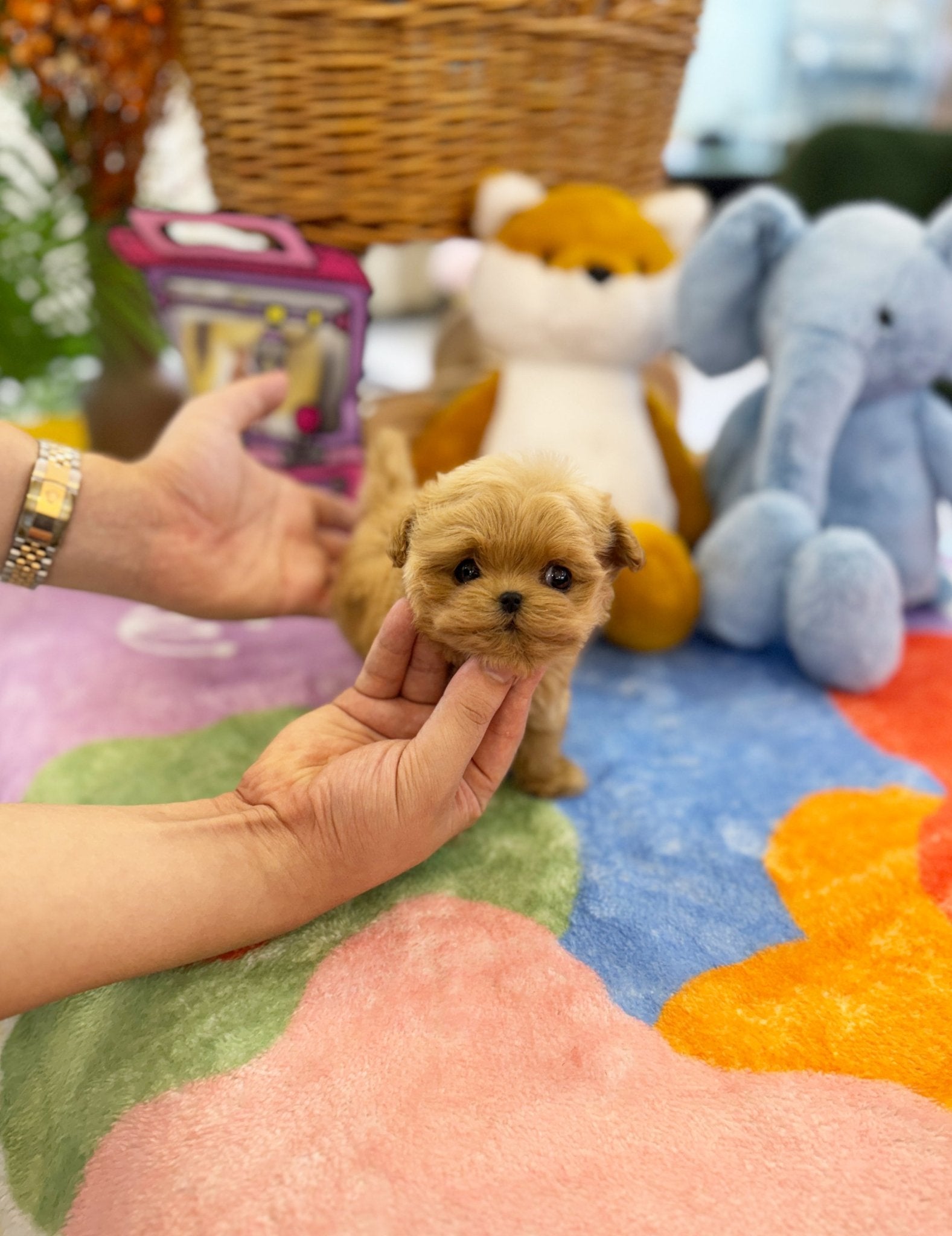 Maltipoo - Pudding(Female) - Beautiful puppy teacup puppy with adorable features available for adoption from Velydog