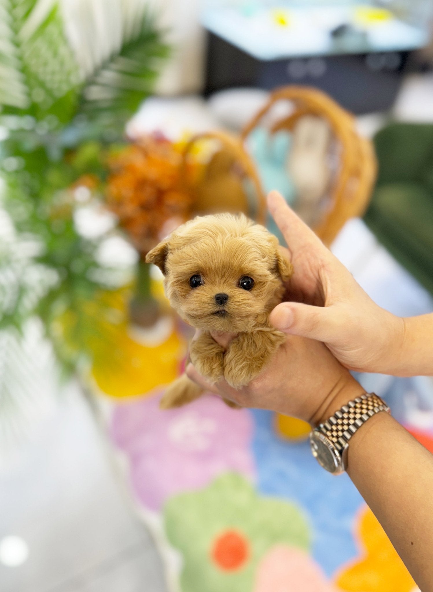 Maltipoo - Pudding(Female) - Beautiful puppy teacup puppy with adorable features available for adoption from Velydog