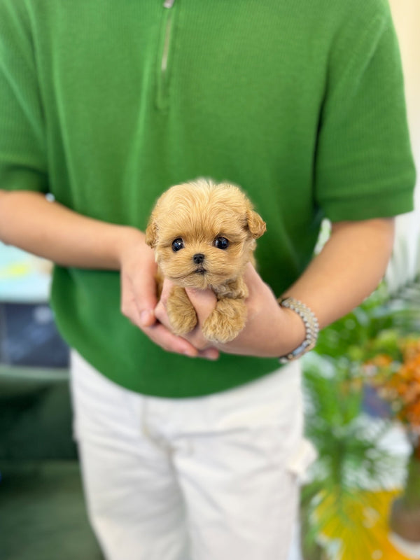Maltipoo - Pudding(Female) - Beautiful puppy teacup puppy with adorable features available for adoption from Velydog