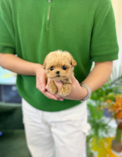 Maltipoo - Pudding(Female) - Beautiful puppy teacup puppy with adorable features available for adoption from Velydog