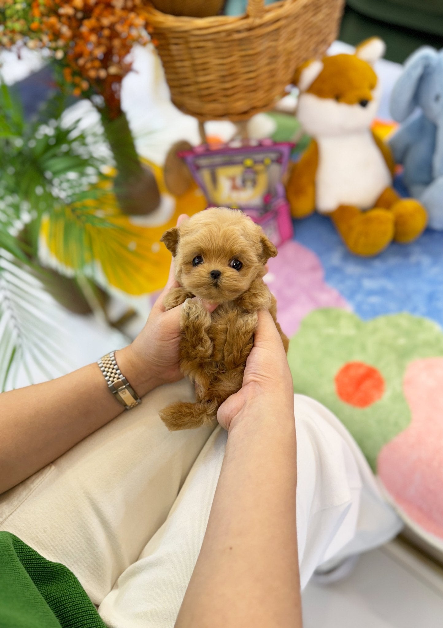 Maltipoo - Pudding(Female) - Beautiful puppy teacup puppy with adorable features available for adoption from Velydog