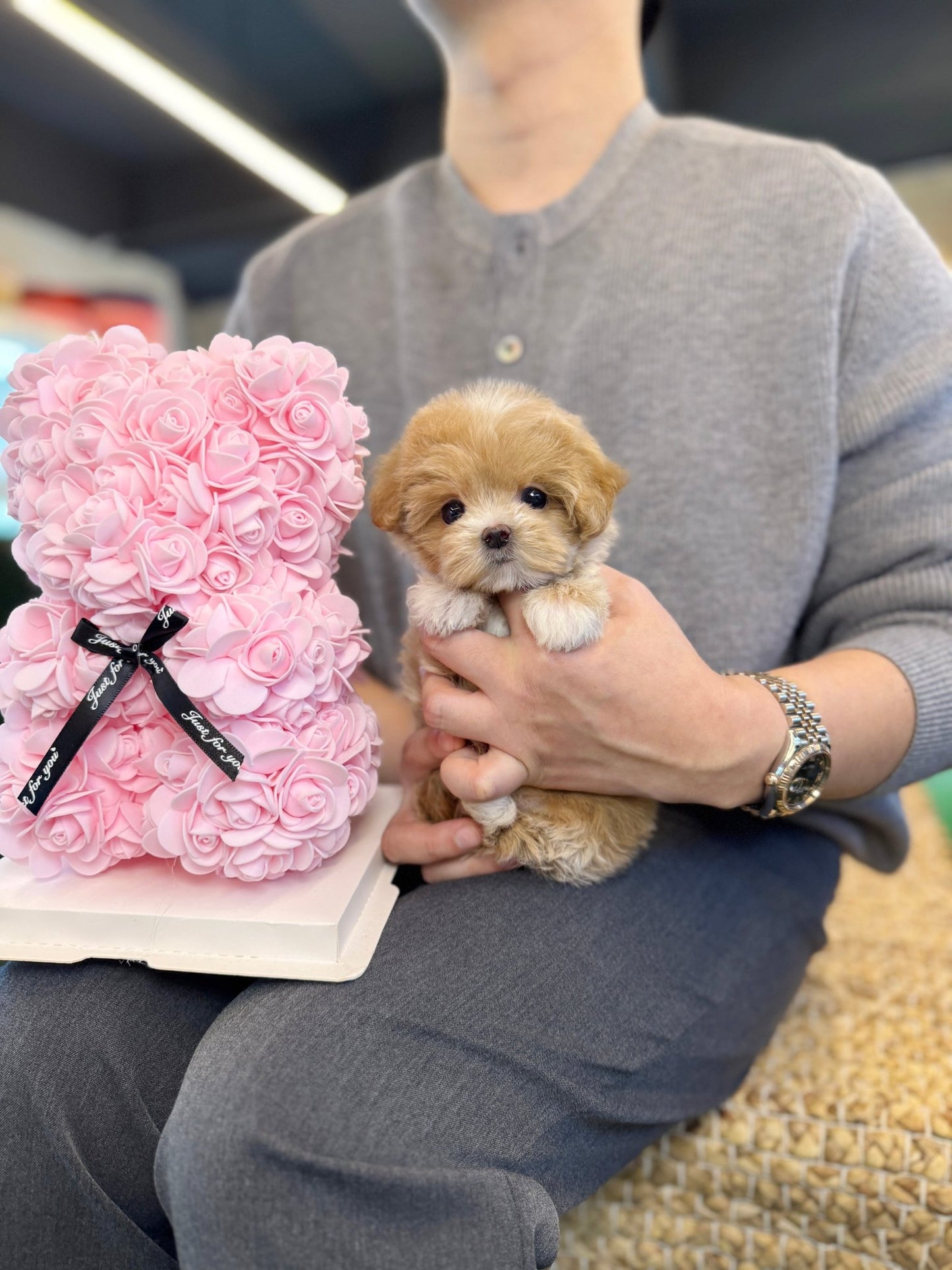 Maltipoo - Queen(Female) - Beautiful puppy teacup puppy with adorable features available for adoption from Velydog