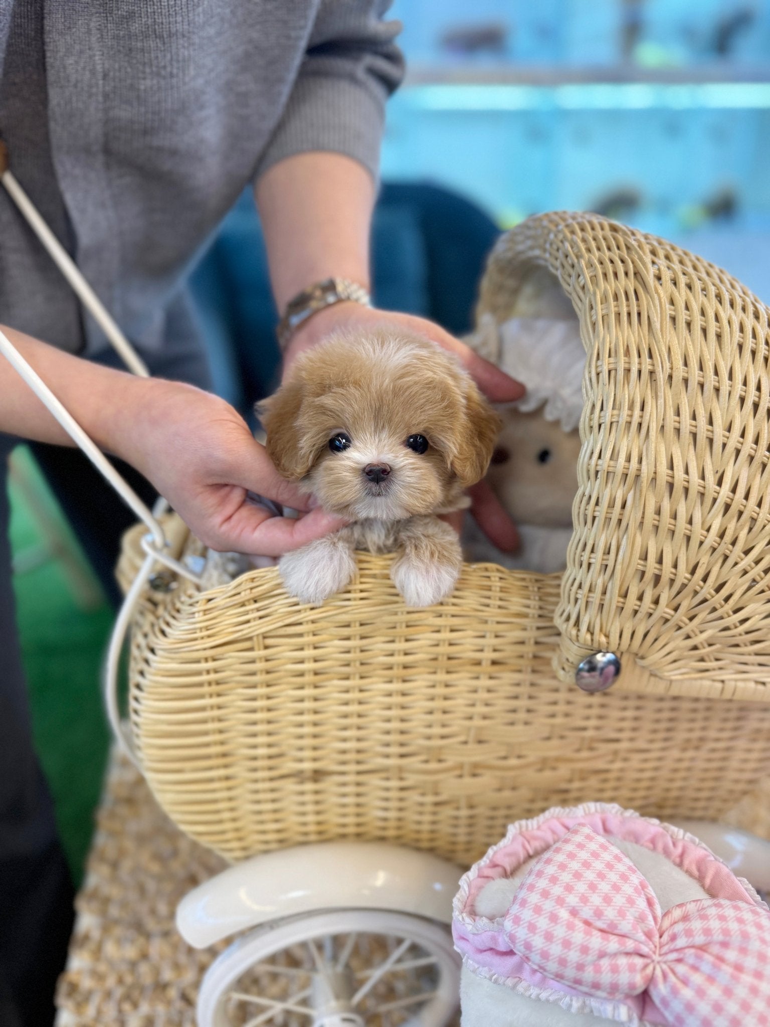 Maltipoo - Queen(Female) - Beautiful puppy teacup puppy with adorable features available for adoption from Velydog