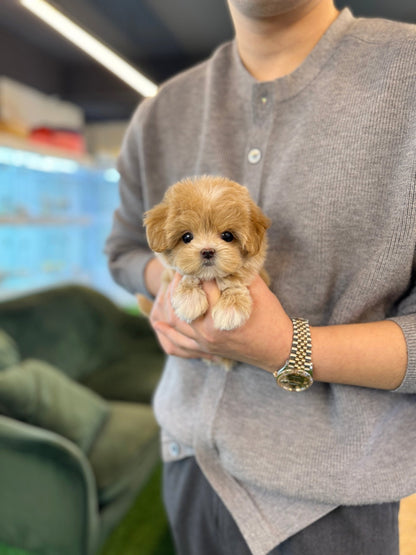 Maltipoo - Queen(Female) - Beautiful puppy teacup puppy with adorable features available for adoption from Velydog