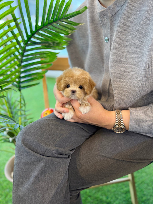 Maltipoo - Queen(Female) - Beautiful puppy teacup puppy with adorable features available for adoption from Velydog