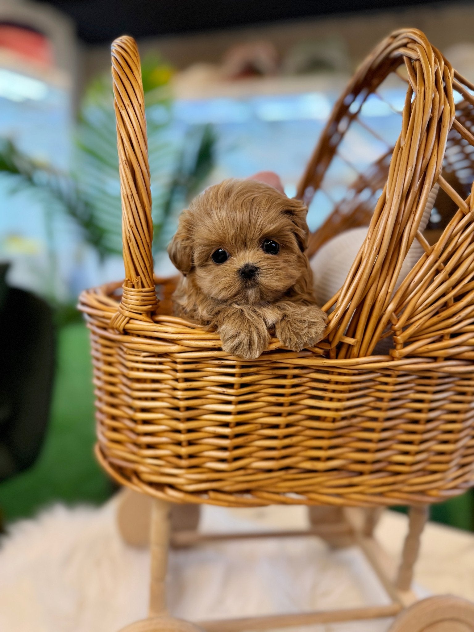 Maltipoo - Raimi(Female) - Beautiful puppy teacup puppy with adorable features available for adoption from Velydog