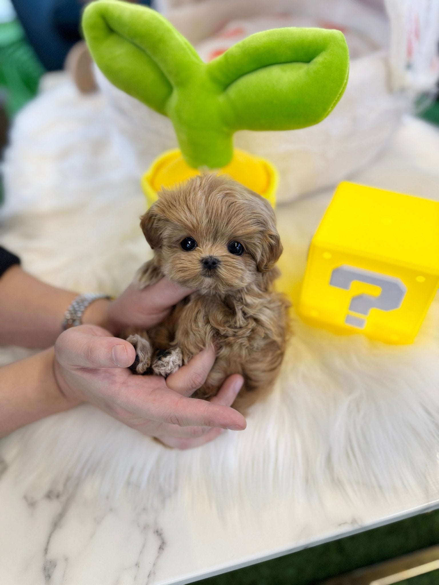 Maltipoo - Raimi(Female) - Beautiful puppy teacup puppy with adorable features available for adoption from Velydog