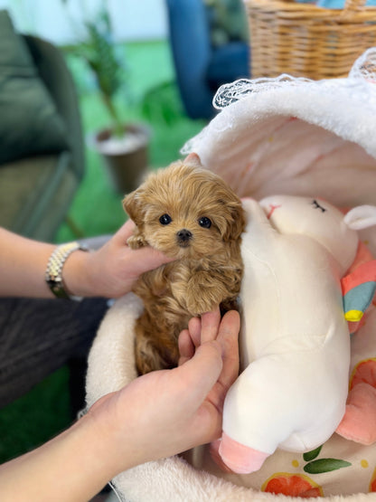 Maltipoo - Raimi(Female) - Beautiful puppy teacup puppy with adorable features available for adoption from Velydog