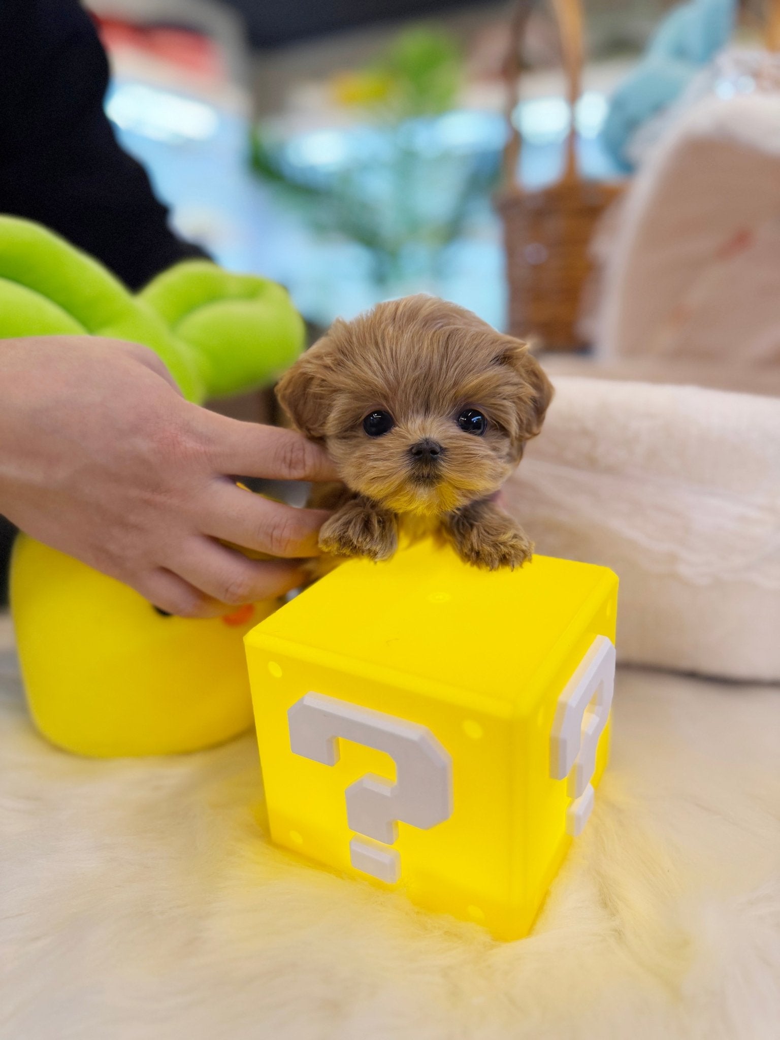 Maltipoo - Raimi(Female) - Beautiful puppy teacup puppy with adorable features available for adoption from Velydog