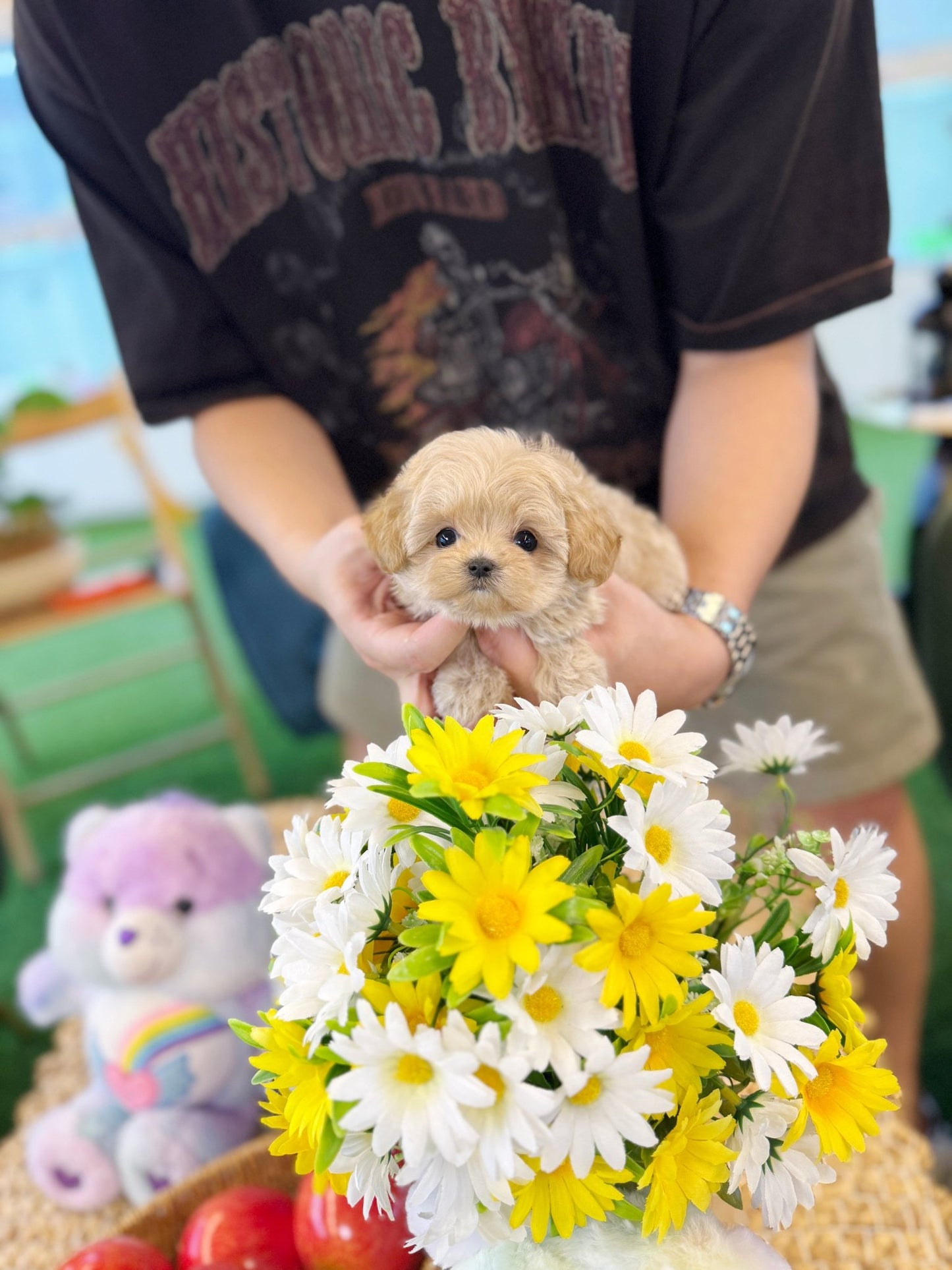 Maltipoo - Rama(Female) - Beautiful puppy teacup puppy with adorable features available for adoption from Velydog