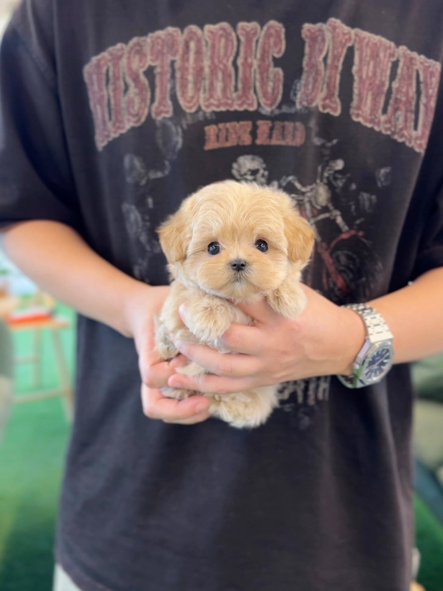 Maltipoo - Rama(Female) - Beautiful puppy teacup puppy with adorable features available for adoption from Velydog
