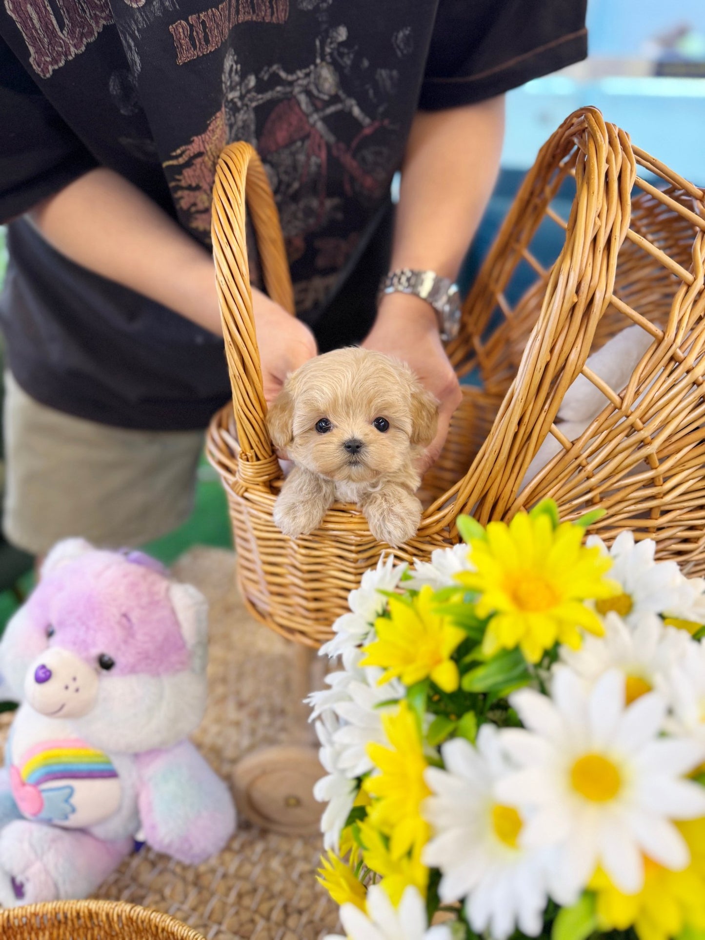 Maltipoo - Rama(Female) - Beautiful puppy teacup puppy with adorable features available for adoption from Velydog