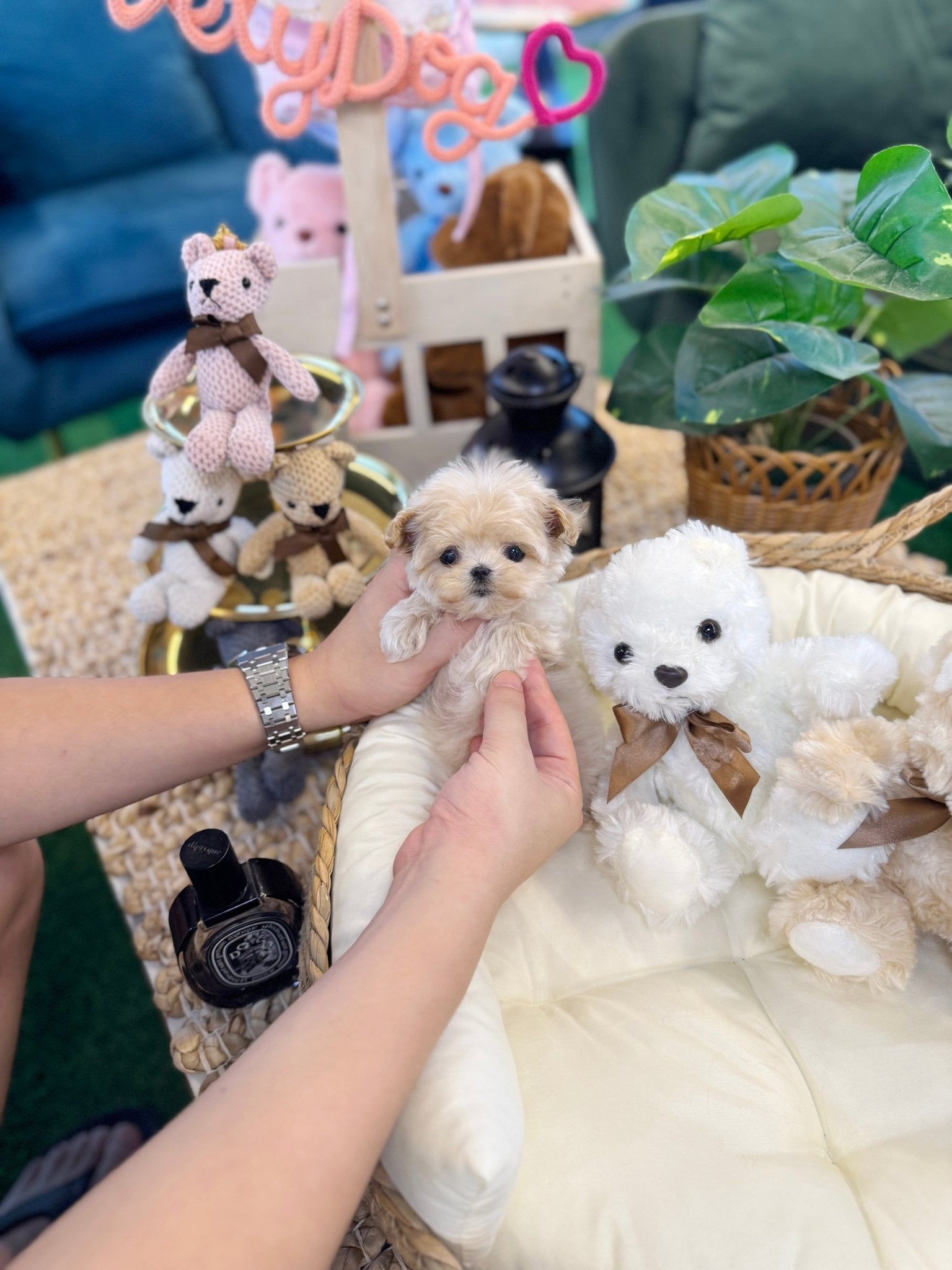 Maltipoo - Ranma(Female) - Beautiful puppy teacup puppy with adorable features available for adoption from Velydog