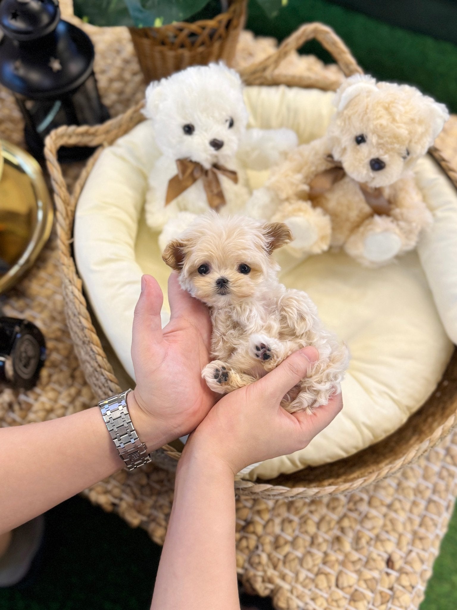 Maltipoo - Ranma(Female) - Beautiful puppy teacup puppy with adorable features available for adoption from Velydog