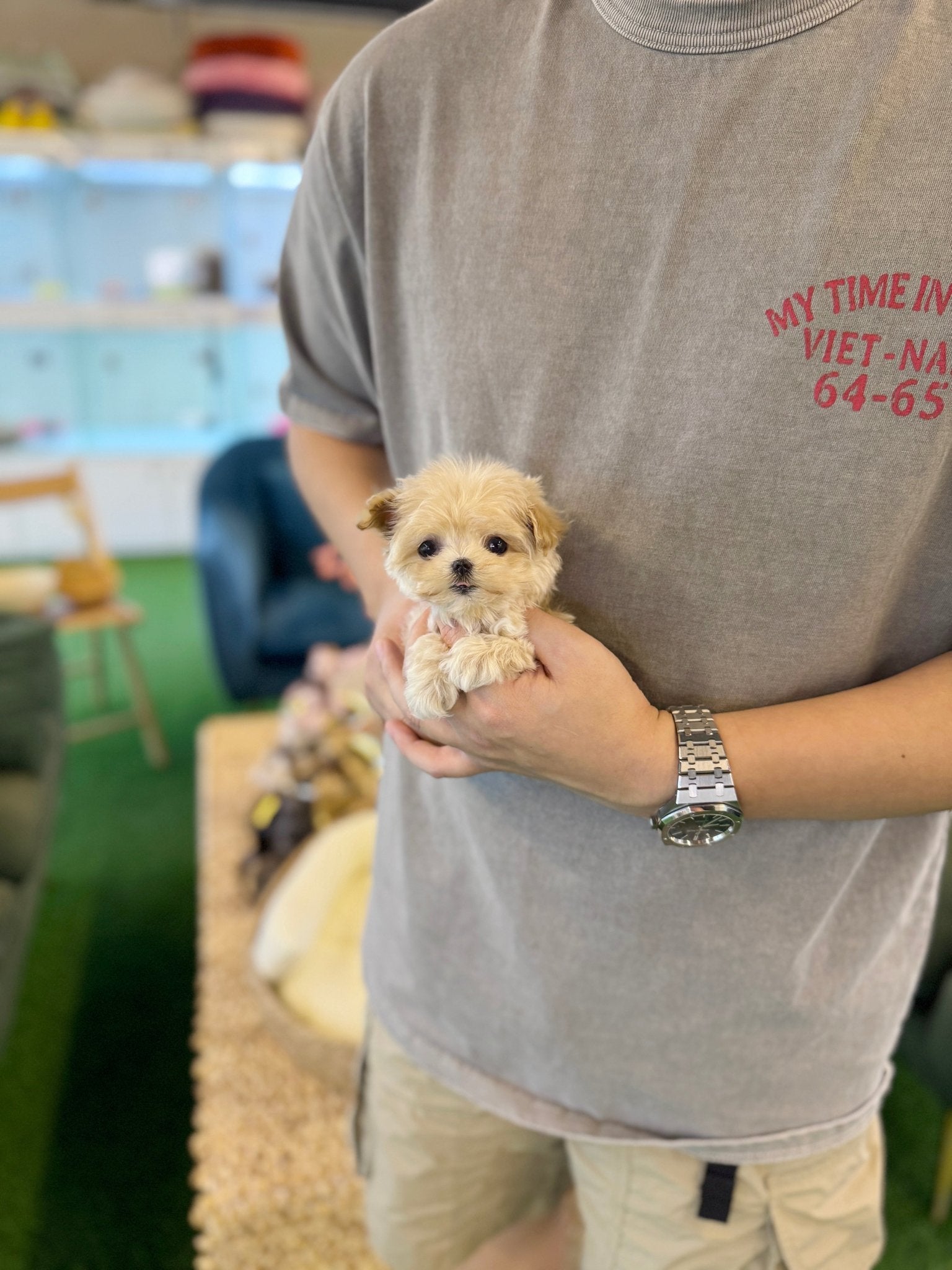 Maltipoo - Ranma(Female) - Beautiful puppy teacup puppy with adorable features available for adoption from Velydog
