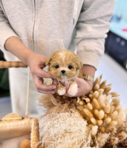 Maltipoo - Reese(Female) - Beautiful puppy teacup puppy with adorable features available for adoption from Velydog