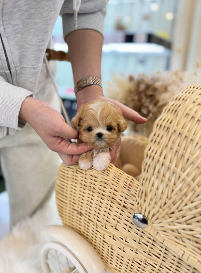 Maltipoo - Reese(Female) - Beautiful puppy teacup puppy with adorable features available for adoption from Velydog