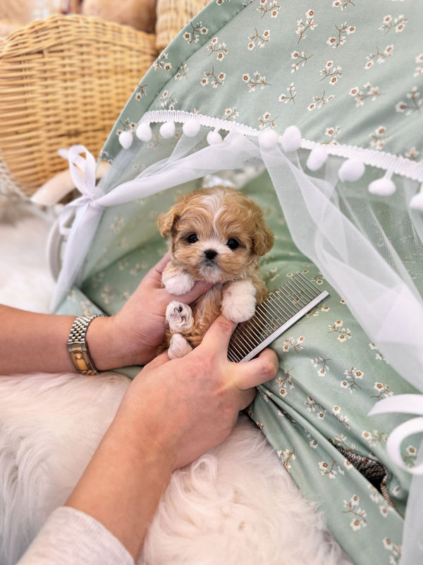 Maltipoo - Reese(Female) - Beautiful puppy teacup puppy with adorable features available for adoption from Velydog