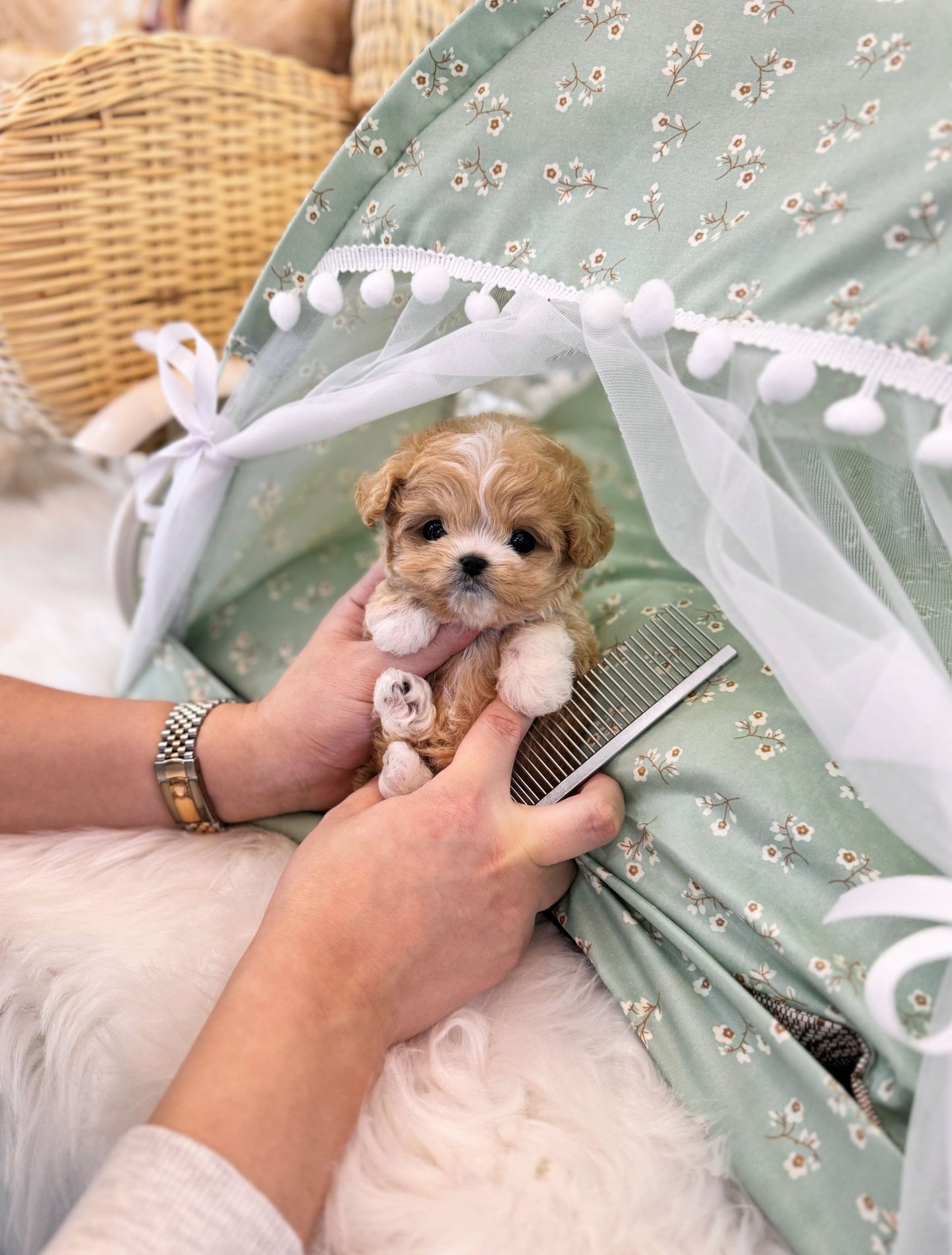 Maltipoo - Reese(Female) - Beautiful puppy teacup puppy with adorable features available for adoption from Velydog