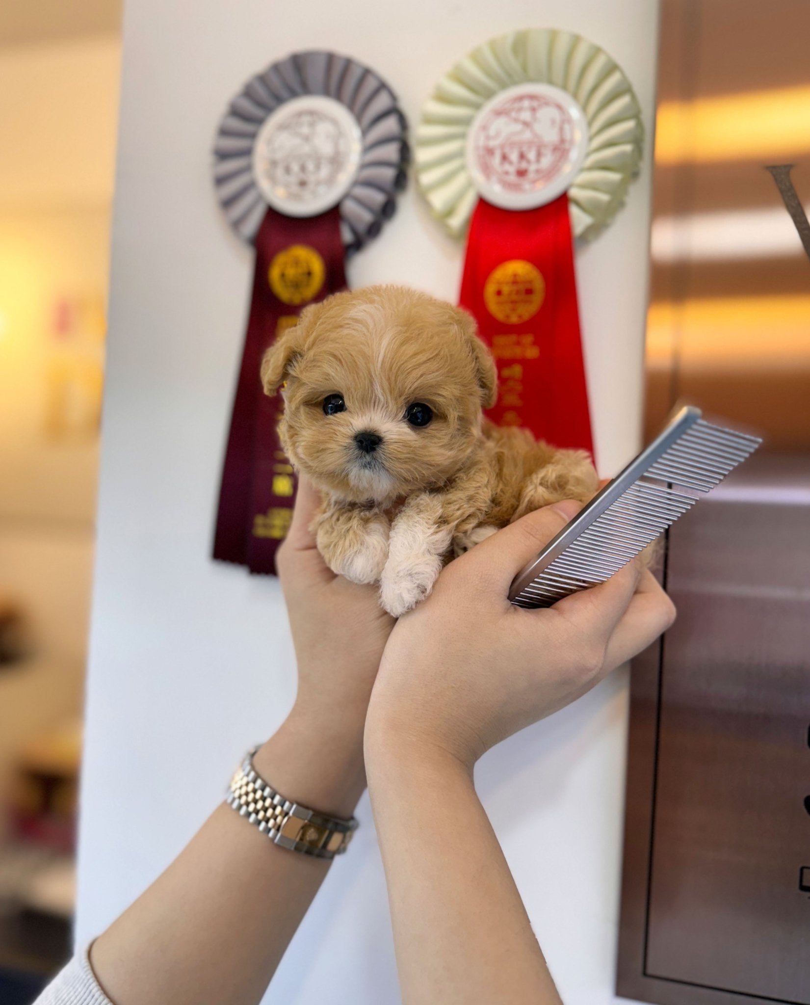 Maltipoo - Reese(Female) - Beautiful puppy teacup puppy with adorable features available for adoption from Velydog