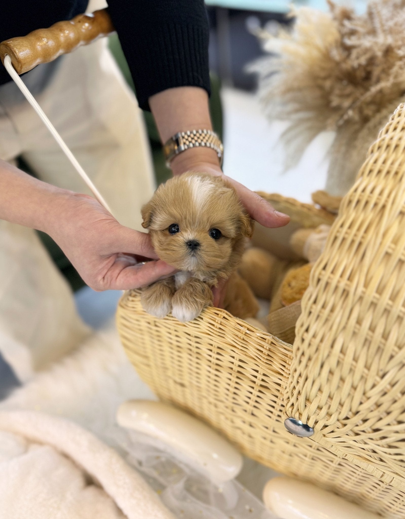 Maltipoo - Remi(Female) - Beautiful puppy teacup puppy with adorable features available for adoption from Velydog