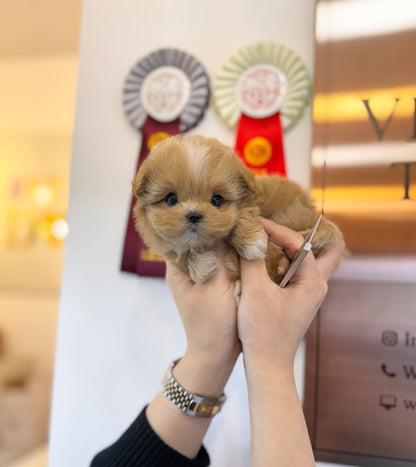 Maltipoo - Remi(Female) - Beautiful puppy teacup puppy with adorable features available for adoption from Velydog