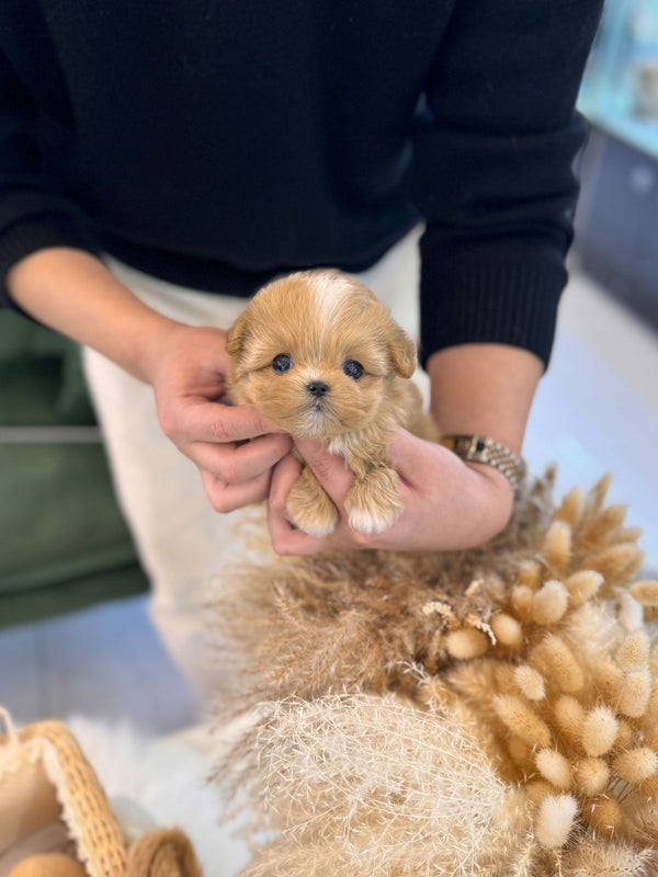 Maltipoo - Remi(Female) - Beautiful puppy teacup puppy with adorable features available for adoption from Velydog