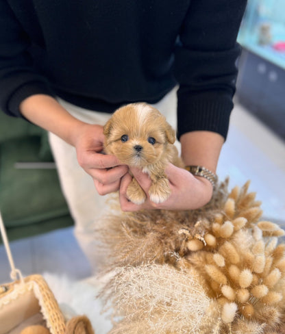 Maltipoo - Remi(Female) - Beautiful puppy teacup puppy with adorable features available for adoption from Velydog