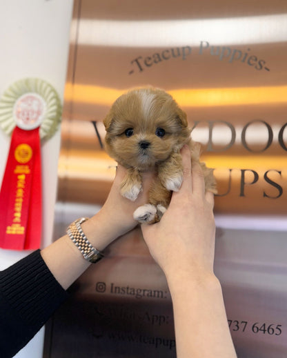 Maltipoo - Remi(Female) - Beautiful puppy teacup puppy with adorable features available for adoption from Velydog