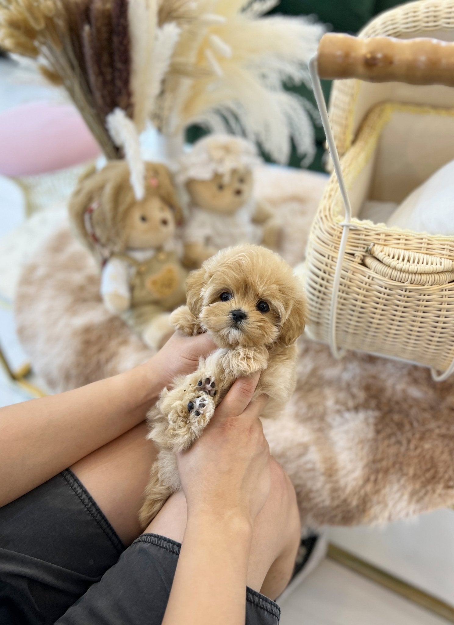 Maltipoo - Rinda(Female) - Beautiful puppy teacup puppy with adorable features available for adoption from Velydog