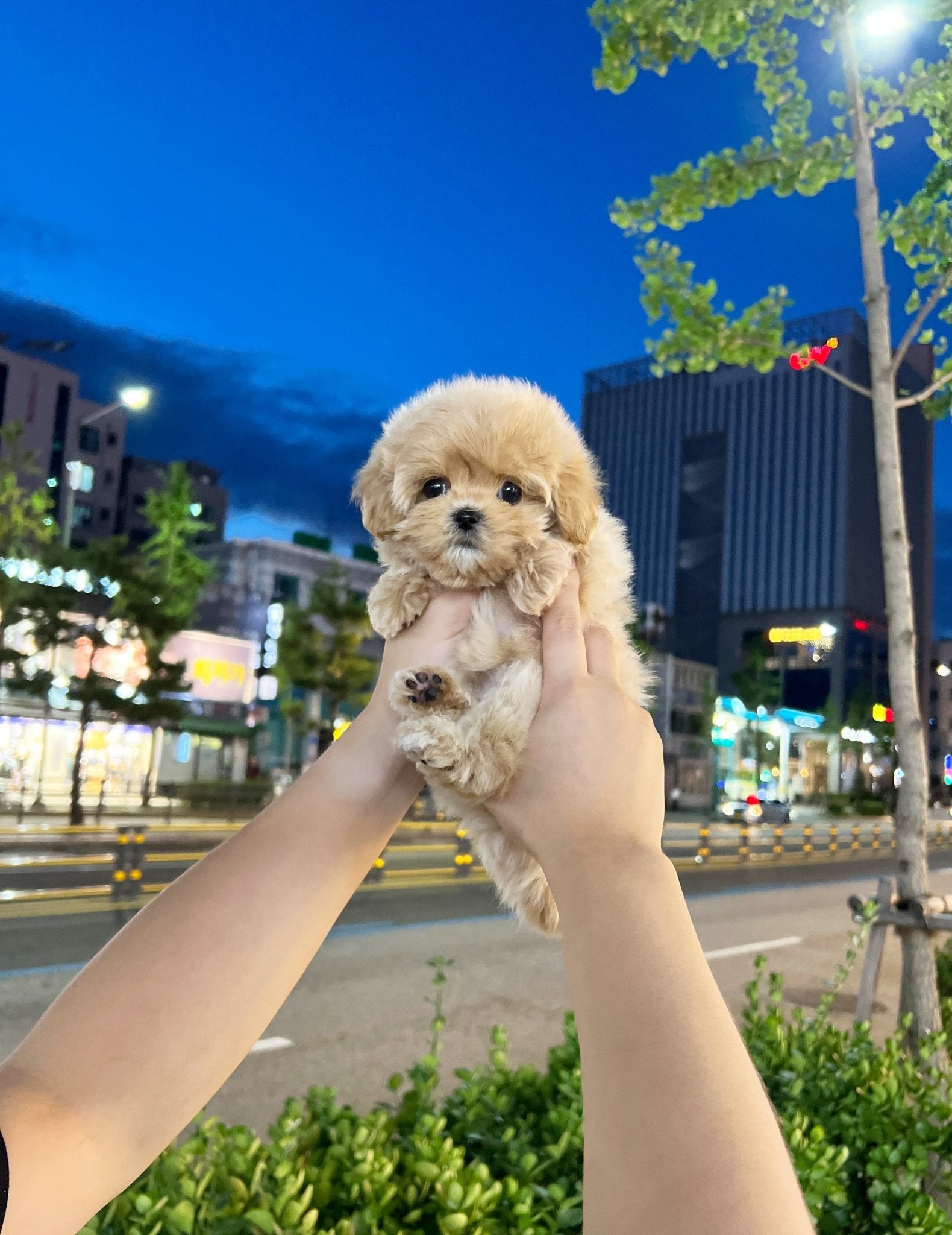 Maltipoo - Rinda(Female) - Beautiful puppy teacup puppy with adorable features available for adoption from Velydog