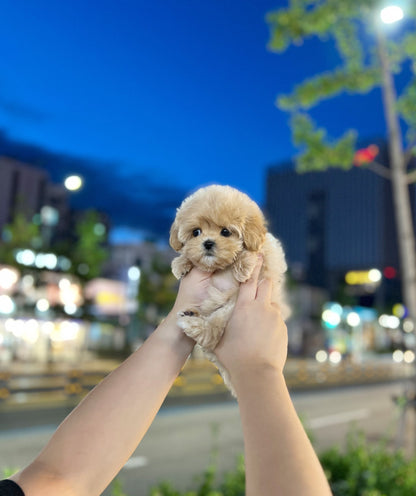 Maltipoo - Rinda(Female) - Beautiful puppy teacup puppy with adorable features available for adoption from Velydog