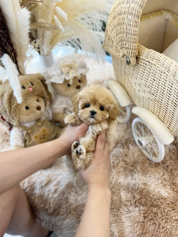 Maltipoo - Rinda(Female) - Beautiful puppy teacup puppy with adorable features available for adoption from Velydog