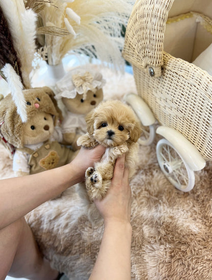 Maltipoo - Rinda(Female) - Beautiful puppy teacup puppy with adorable features available for adoption from Velydog