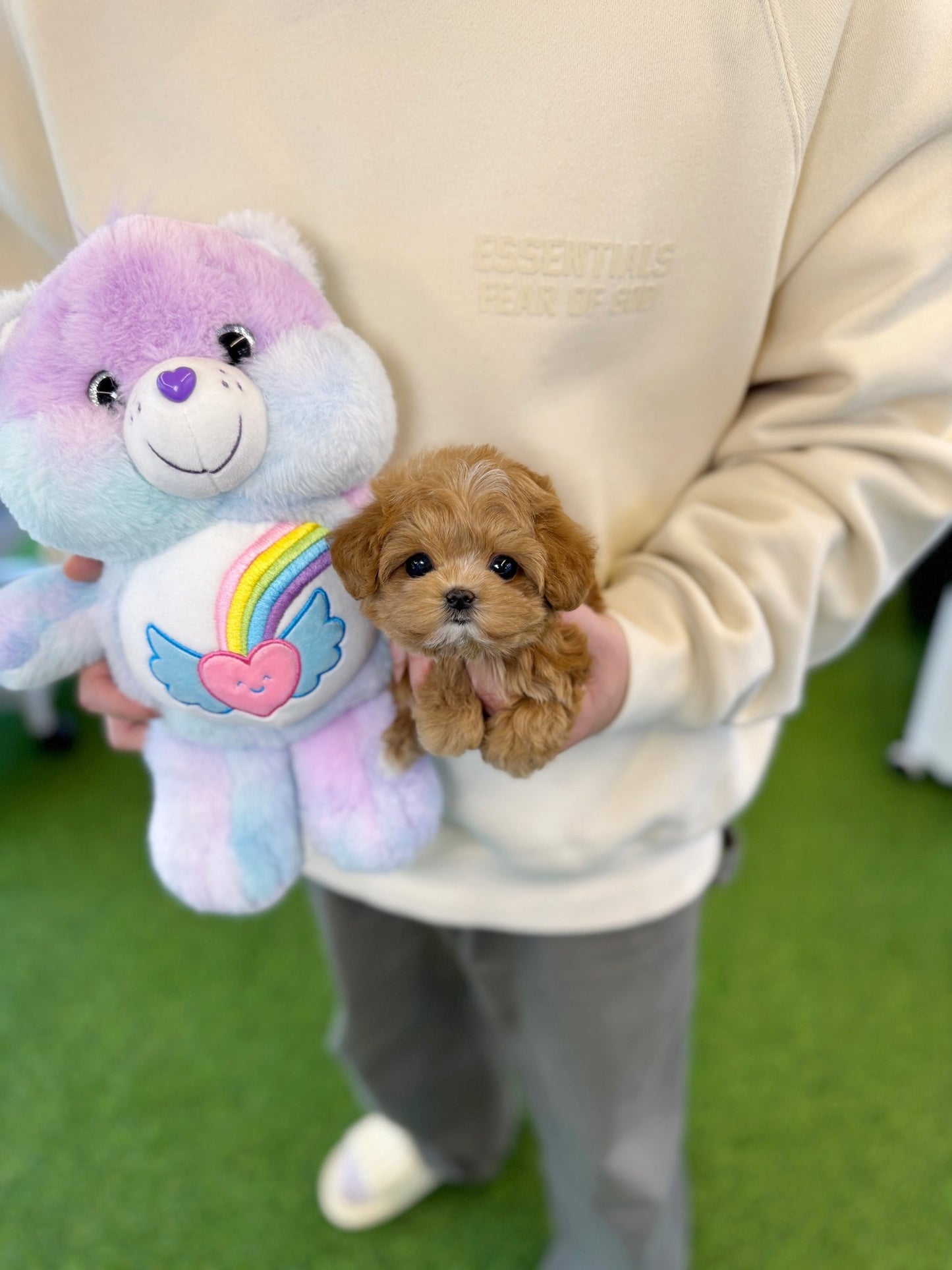 Maltipoo - Ringo(Male) - Beautiful puppy teacup puppy with adorable features available for adoption from Velydog