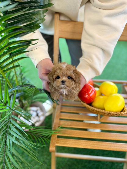 Maltipoo - Ringo(Male) - Beautiful puppy teacup puppy with adorable features available for adoption from Velydog