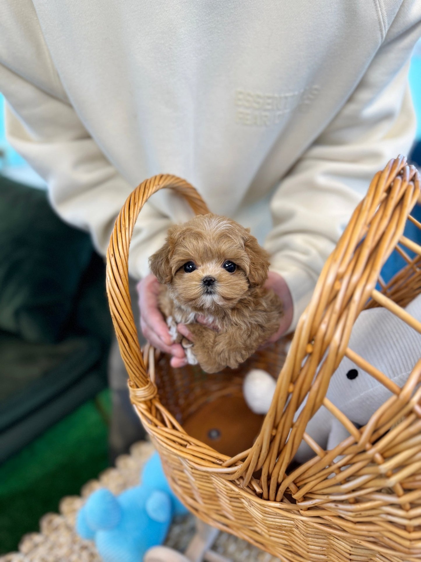 Maltipoo - Ringo(Male) - Beautiful puppy teacup puppy with adorable features available for adoption from Velydog