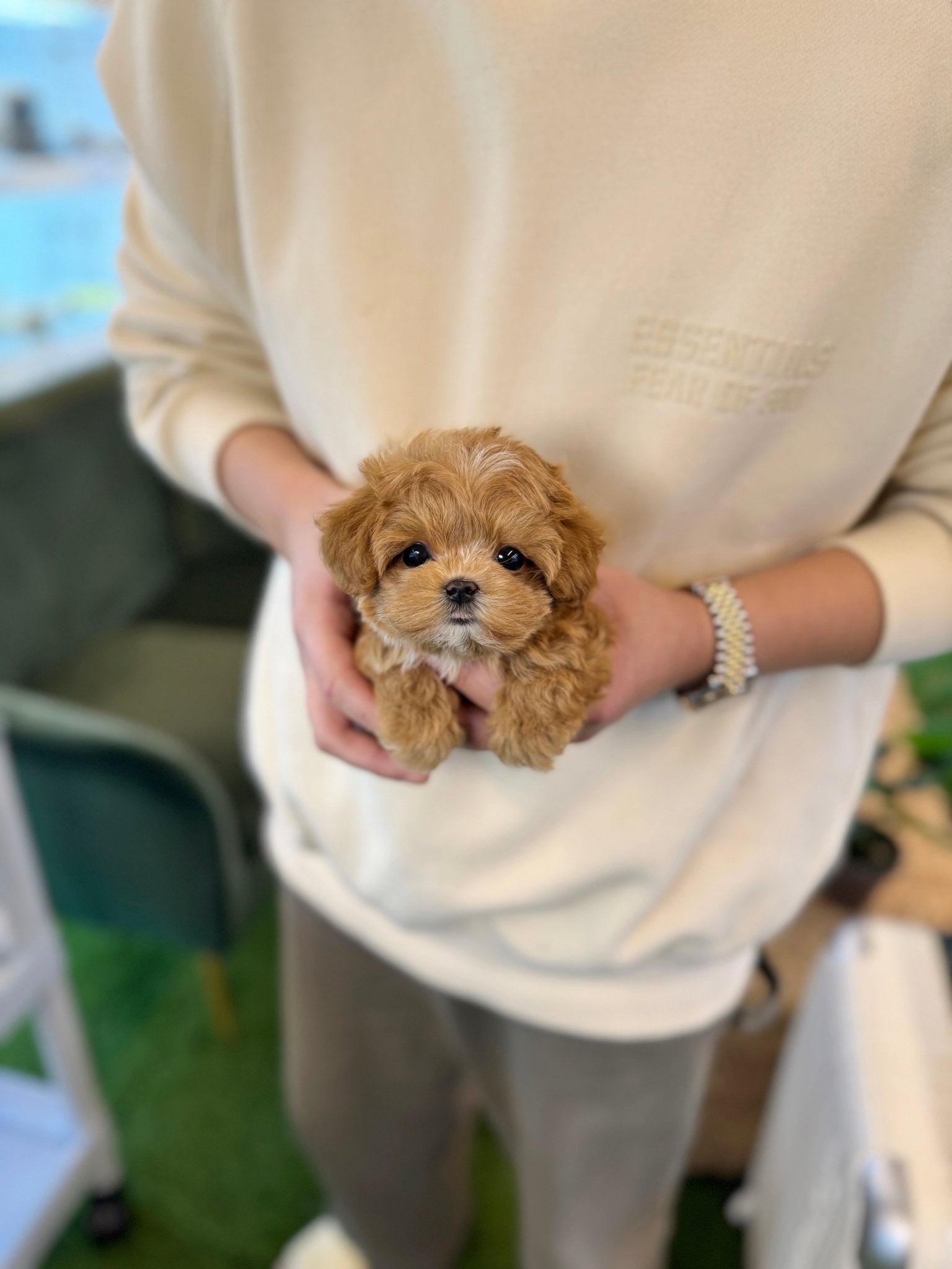 Maltipoo - Ringo(Male) - Beautiful puppy teacup puppy with adorable features available for adoption from Velydog