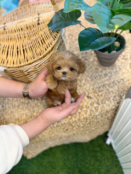 Maltipoo - Ringo(Male) - Beautiful puppy teacup puppy with adorable features available for adoption from Velydog