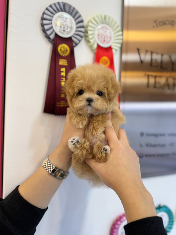 Maltipoo - Roka(Female) - Beautiful puppy teacup puppy with adorable features available for adoption from Velydog