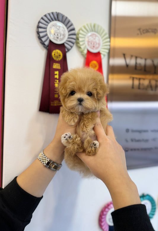 Maltipoo - Roka(Female) - Beautiful puppy teacup puppy with adorable features available for adoption from Velydog