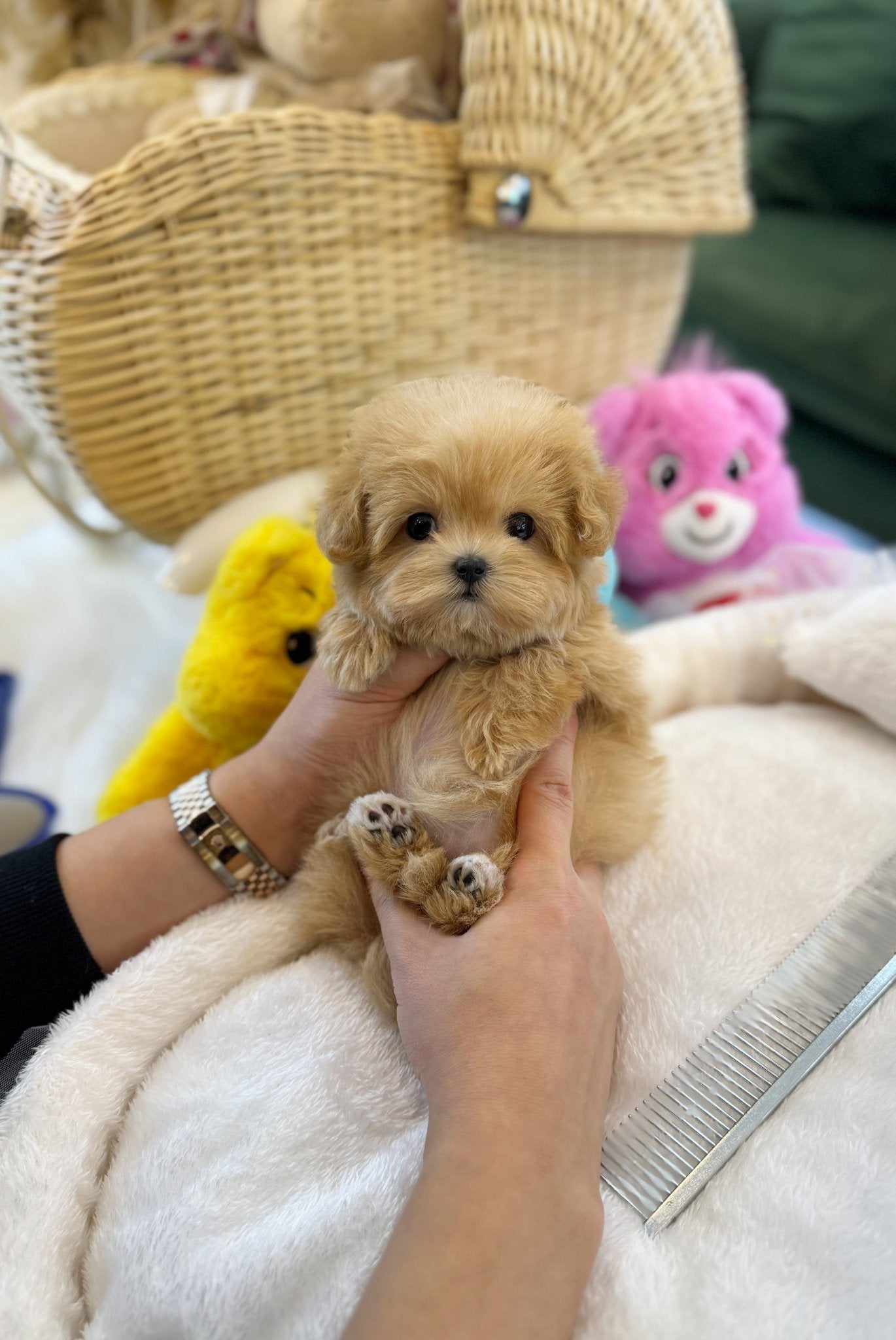 Maltipoo - Roka(Female) - Beautiful puppy teacup puppy with adorable features available for adoption from Velydog