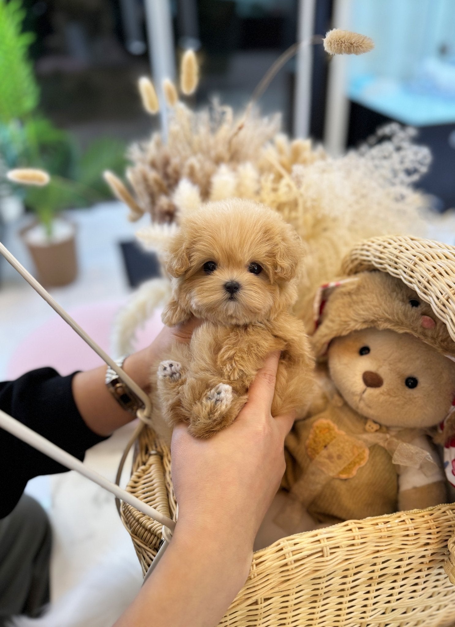 Maltipoo - Roka(Female) - Beautiful puppy teacup puppy with adorable features available for adoption from Velydog