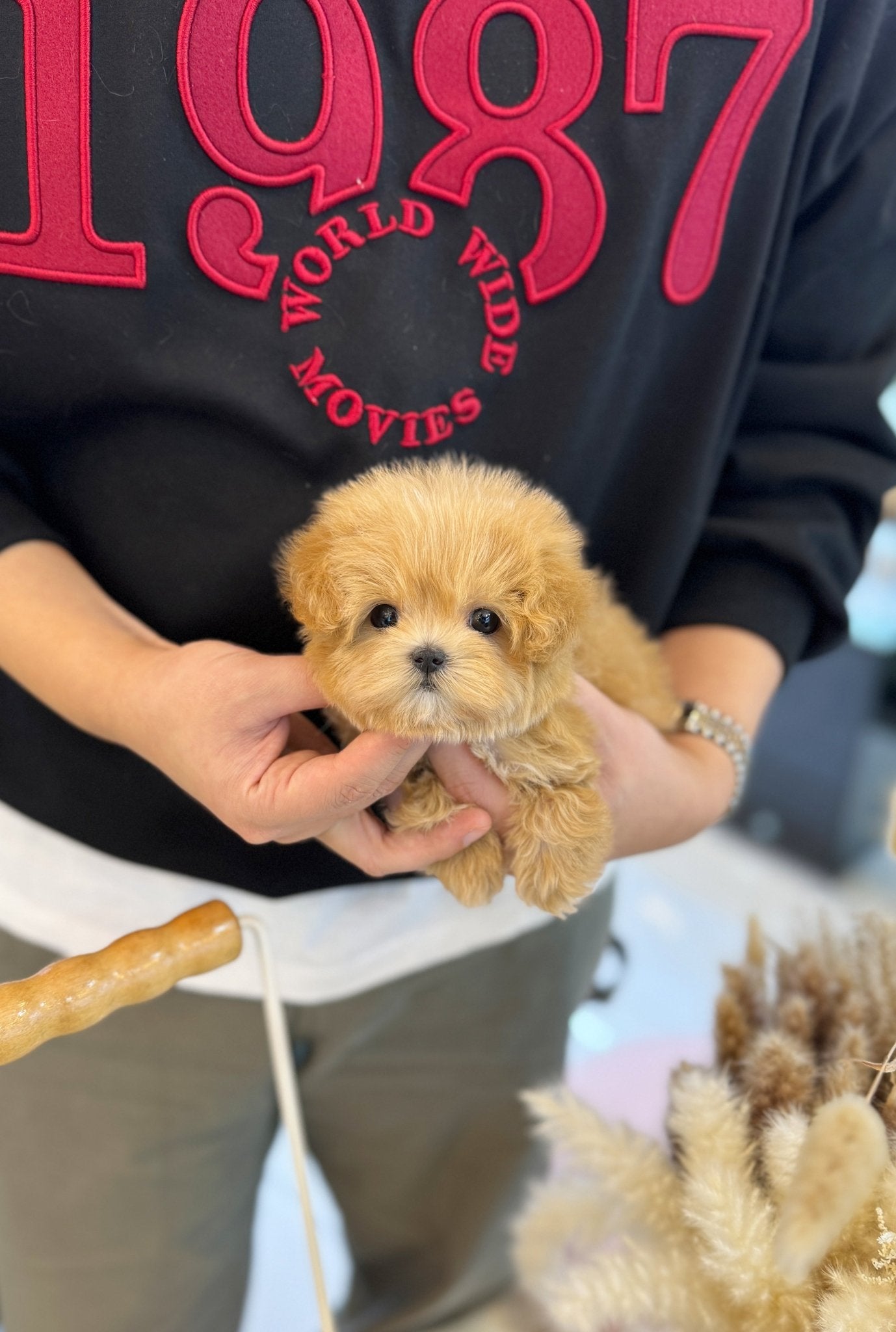 Maltipoo - Roka(Female) - Beautiful puppy teacup puppy with adorable features available for adoption from Velydog