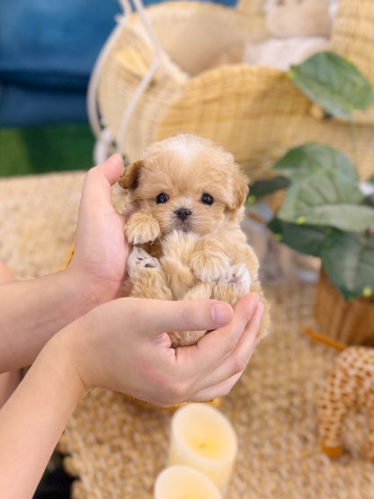 Maltipoo - Roma(Male) - Beautiful puppy teacup puppy with adorable features available for adoption from Velydog