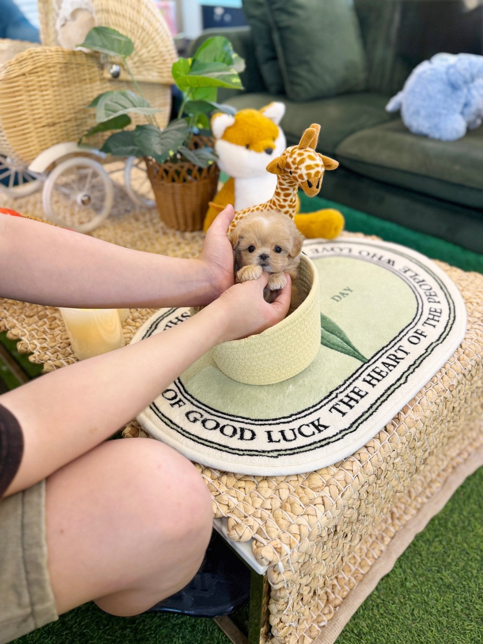 Maltipoo - Roma(Male) - Beautiful puppy teacup puppy with adorable features available for adoption from Velydog