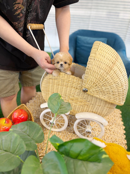 Maltipoo - Roma(Male) - Beautiful puppy teacup puppy with adorable features available for adoption from Velydog